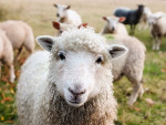 Trad. Schafwollpullover